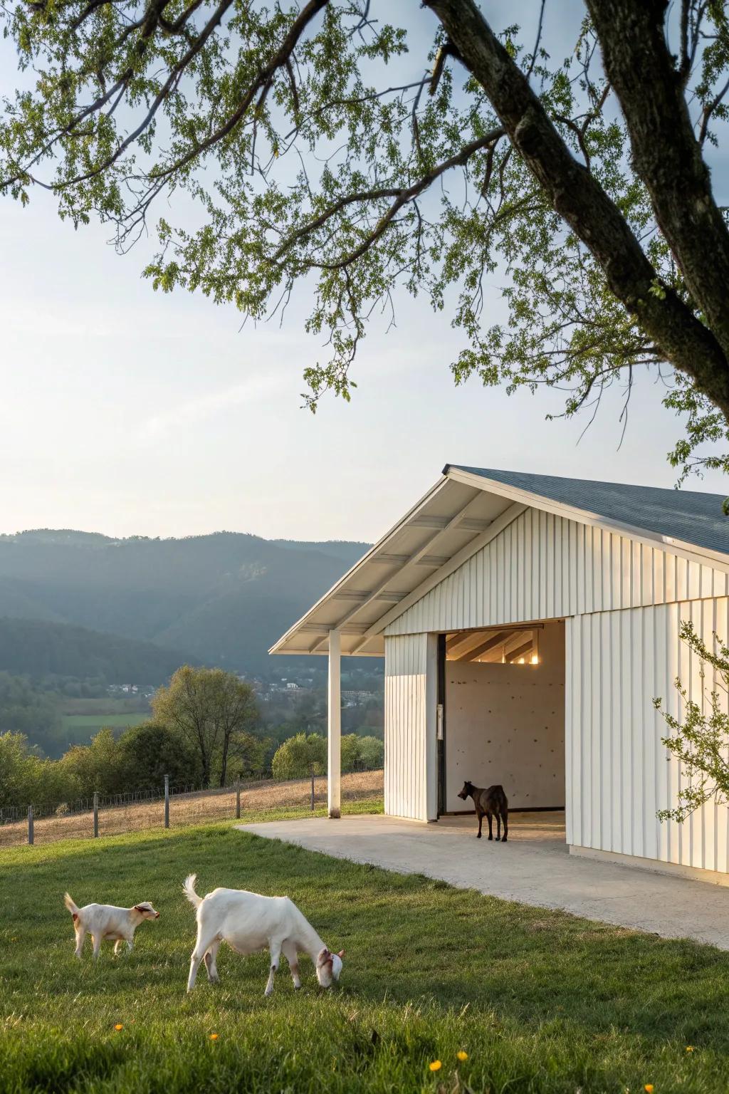 A minimalist goat barn offers a clean and serene environment.