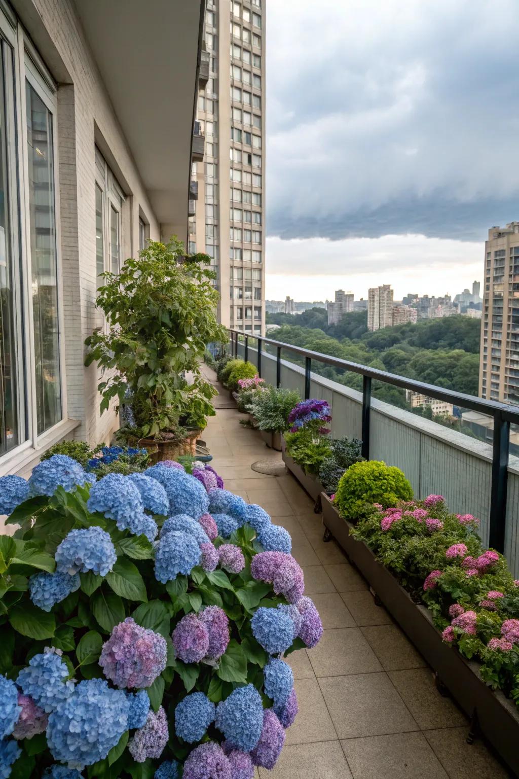 City balcony changed into a verdant retreat with hydrangeas.