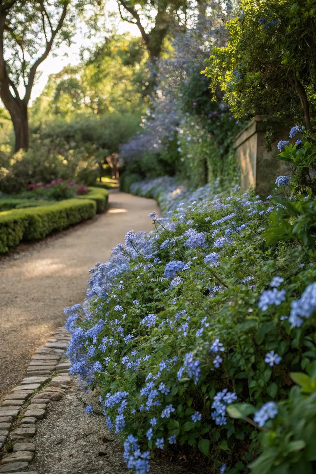 A concealed garden nook with azure glorybush blossoms evoking a hidden garden impression.