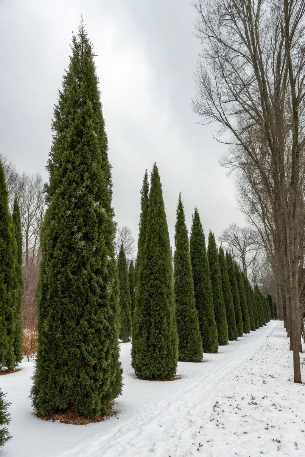 Sustain year-round interest with evergreen Arborvitae.