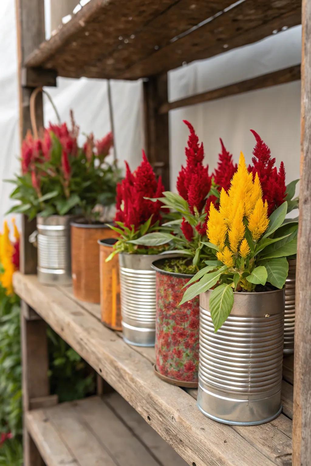 Recycled tin containers offer a retro charm to celosia.