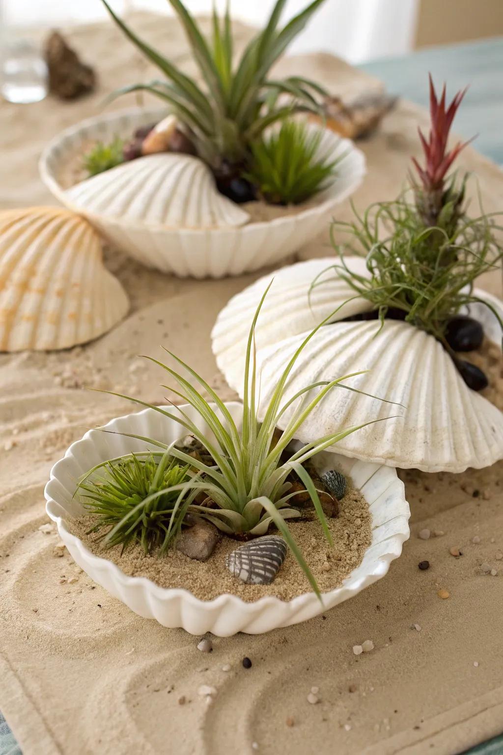 Sea shells holding air plants for a coastal vibe.