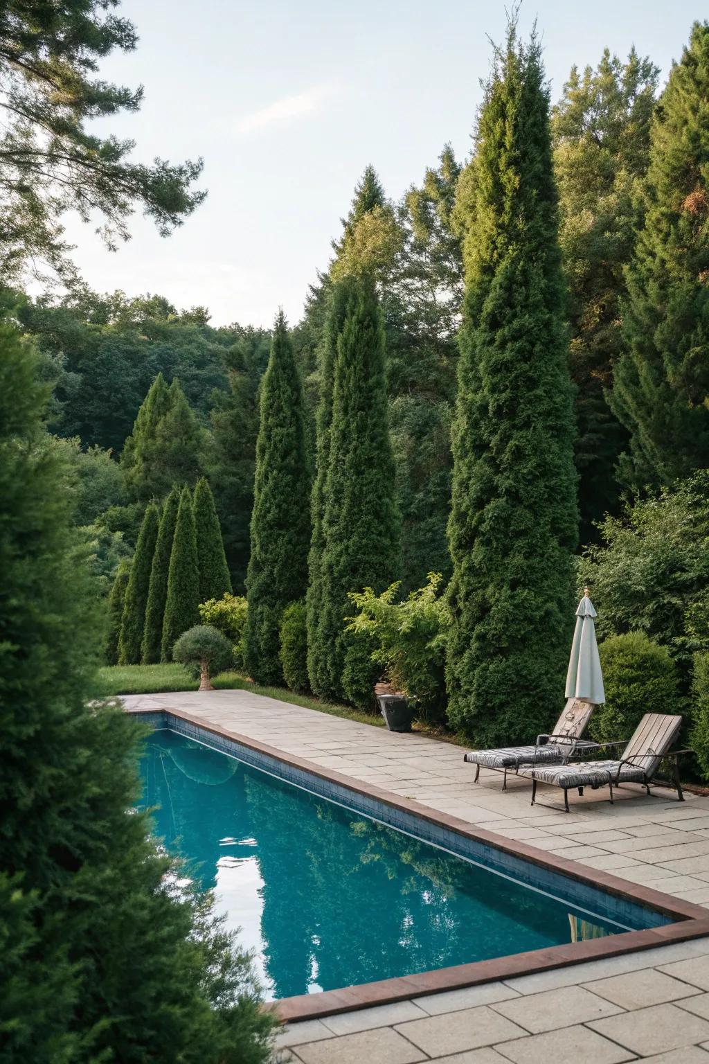 Infuse seclusion and elegance to your poolside with Arborvitae.
