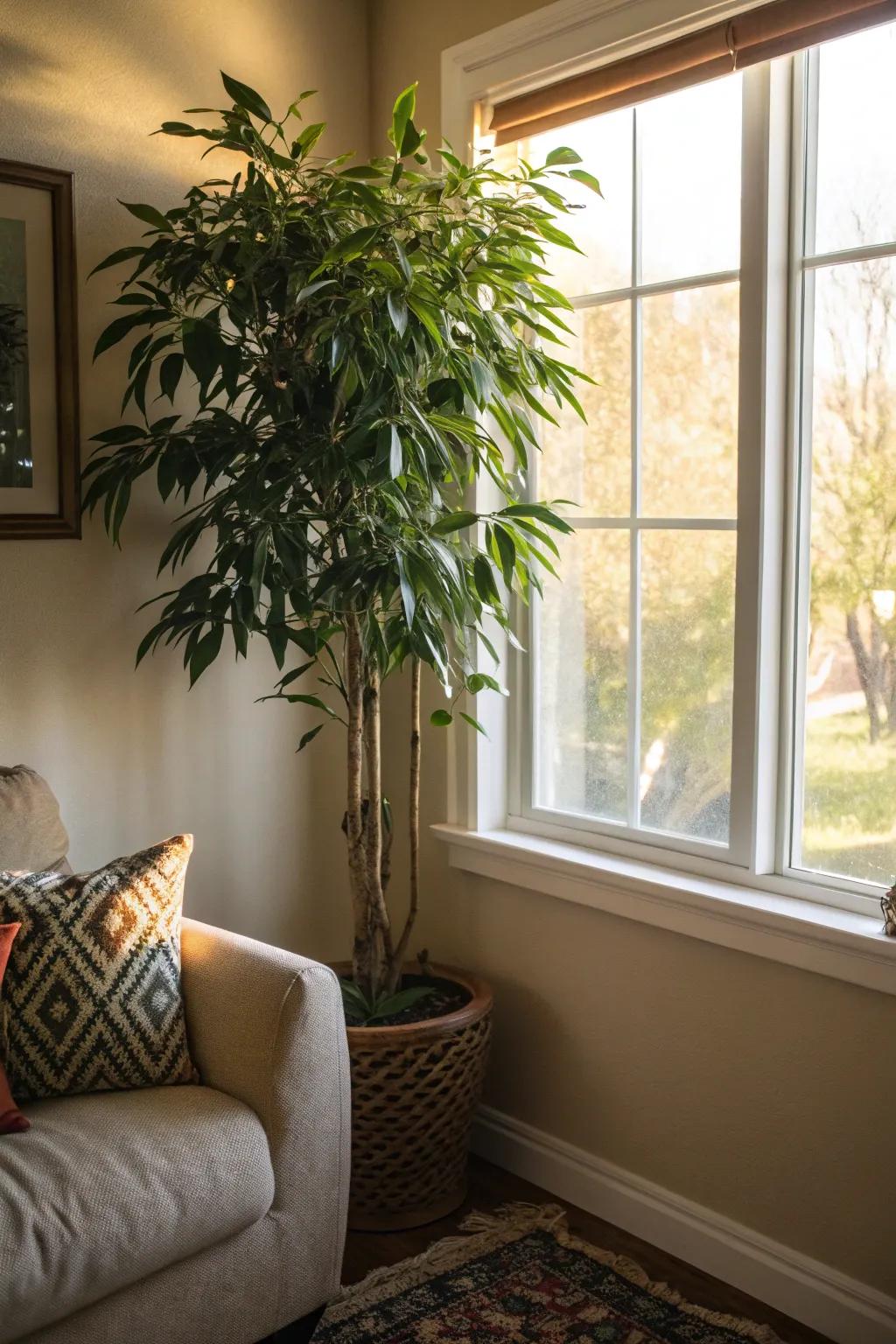 Welcome the outdoors in with a captivating house plant.
