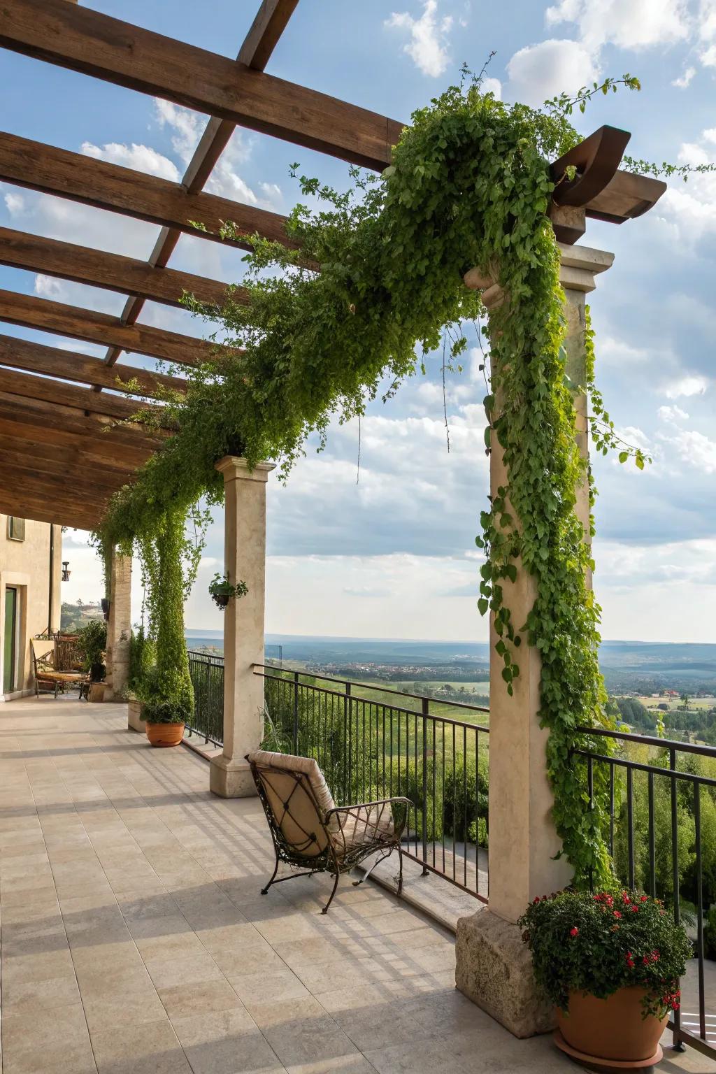 A lovely wooden pergola adorned with rich vines on a balcony.