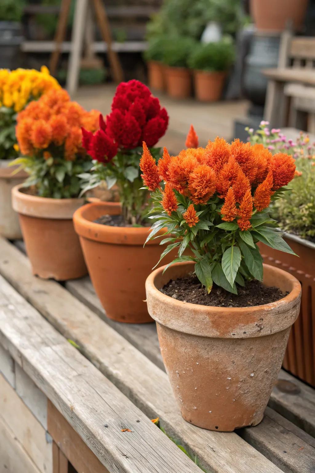 Terracotta containers ideally complement celosia's warm hues.