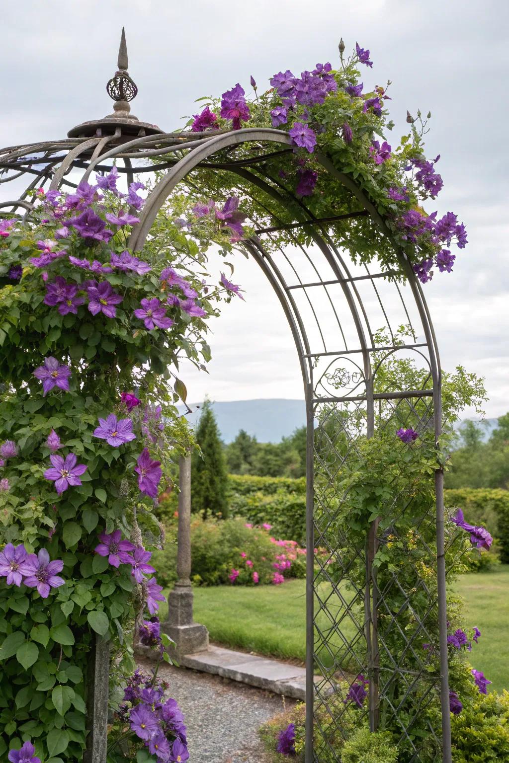 Clematis climbing on a metal garden archway creates a captivating garden welcome.