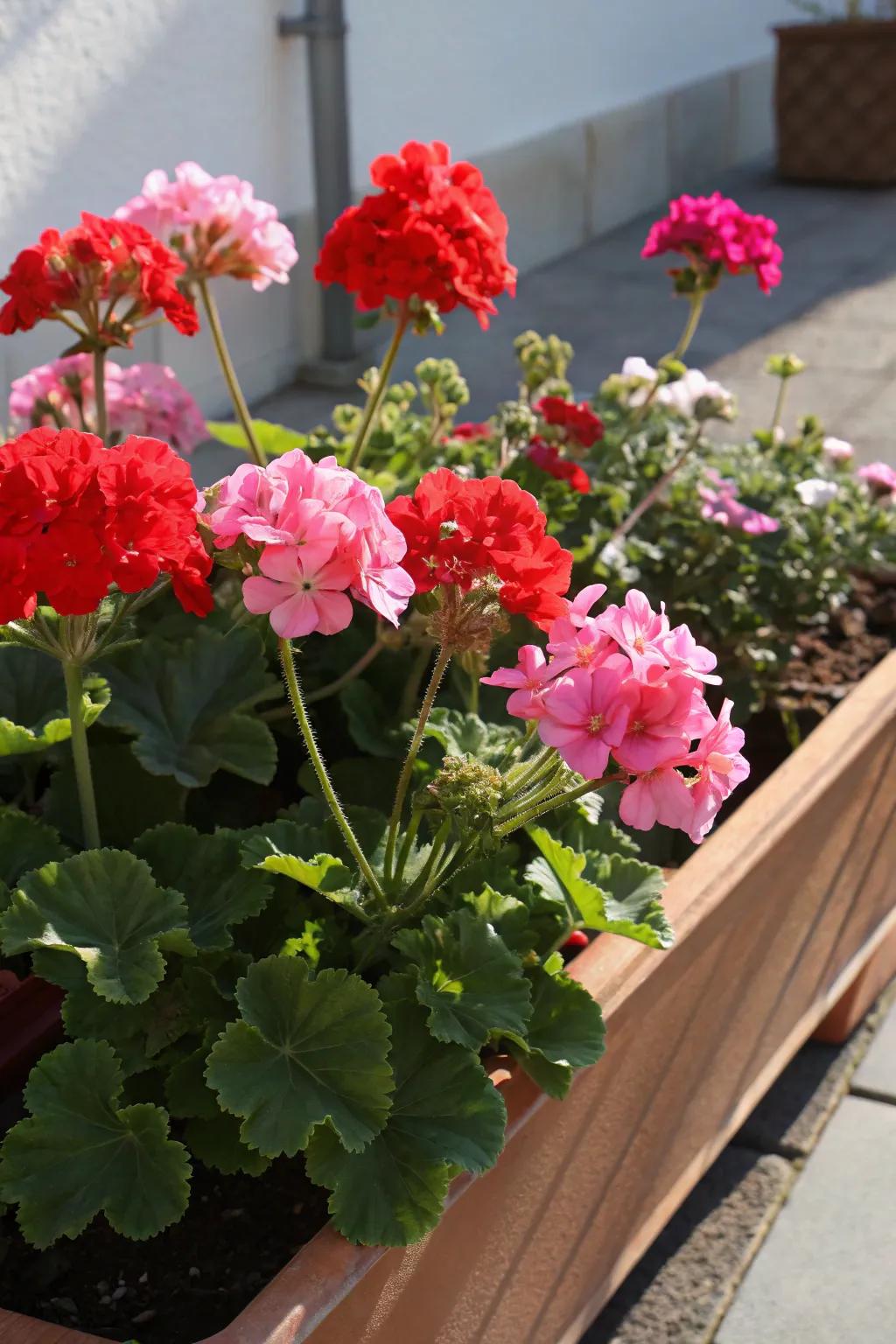 Geraniums infusing the garden with a burst of color.