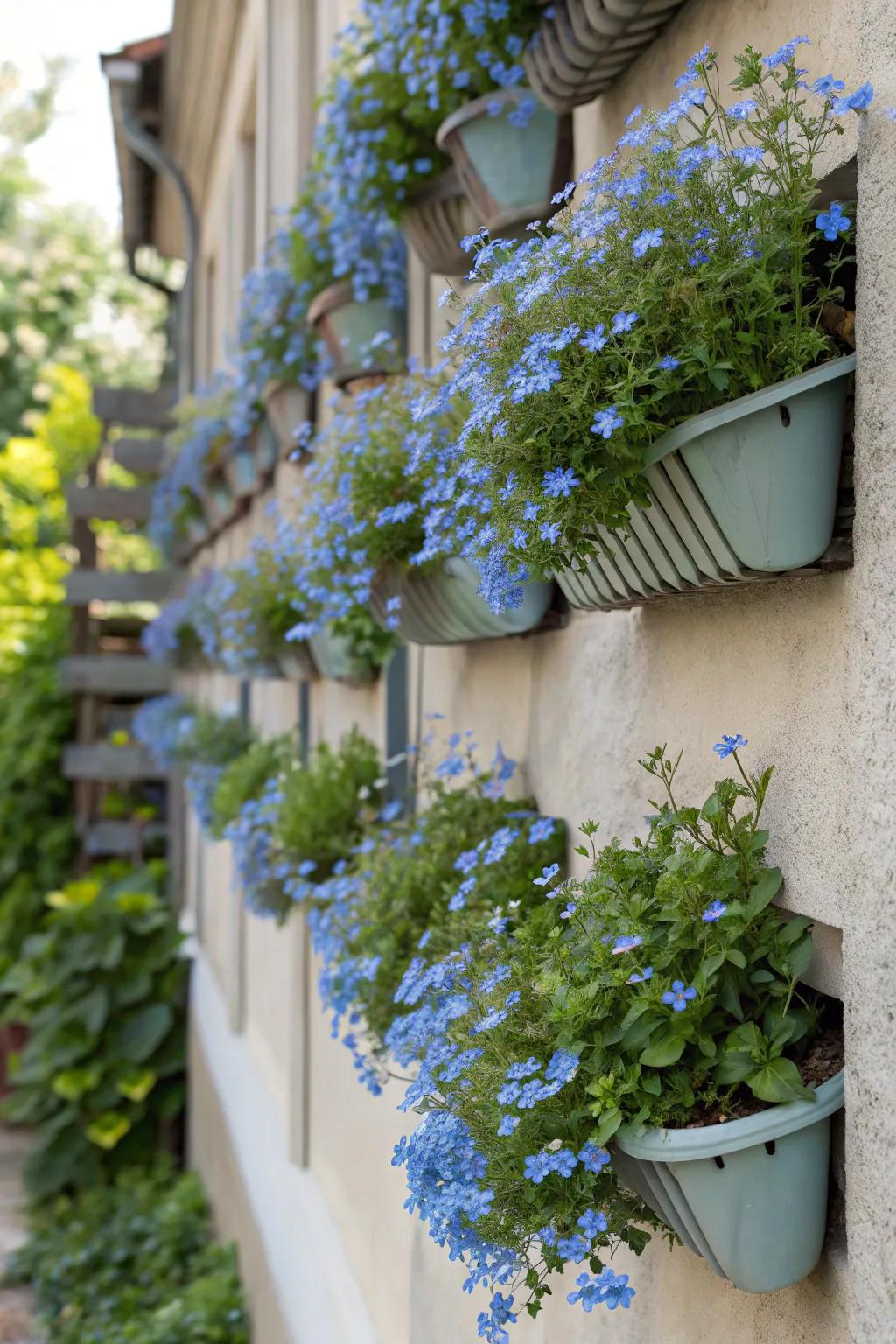 Upright planters elevate forget-me-nots to novel heights.