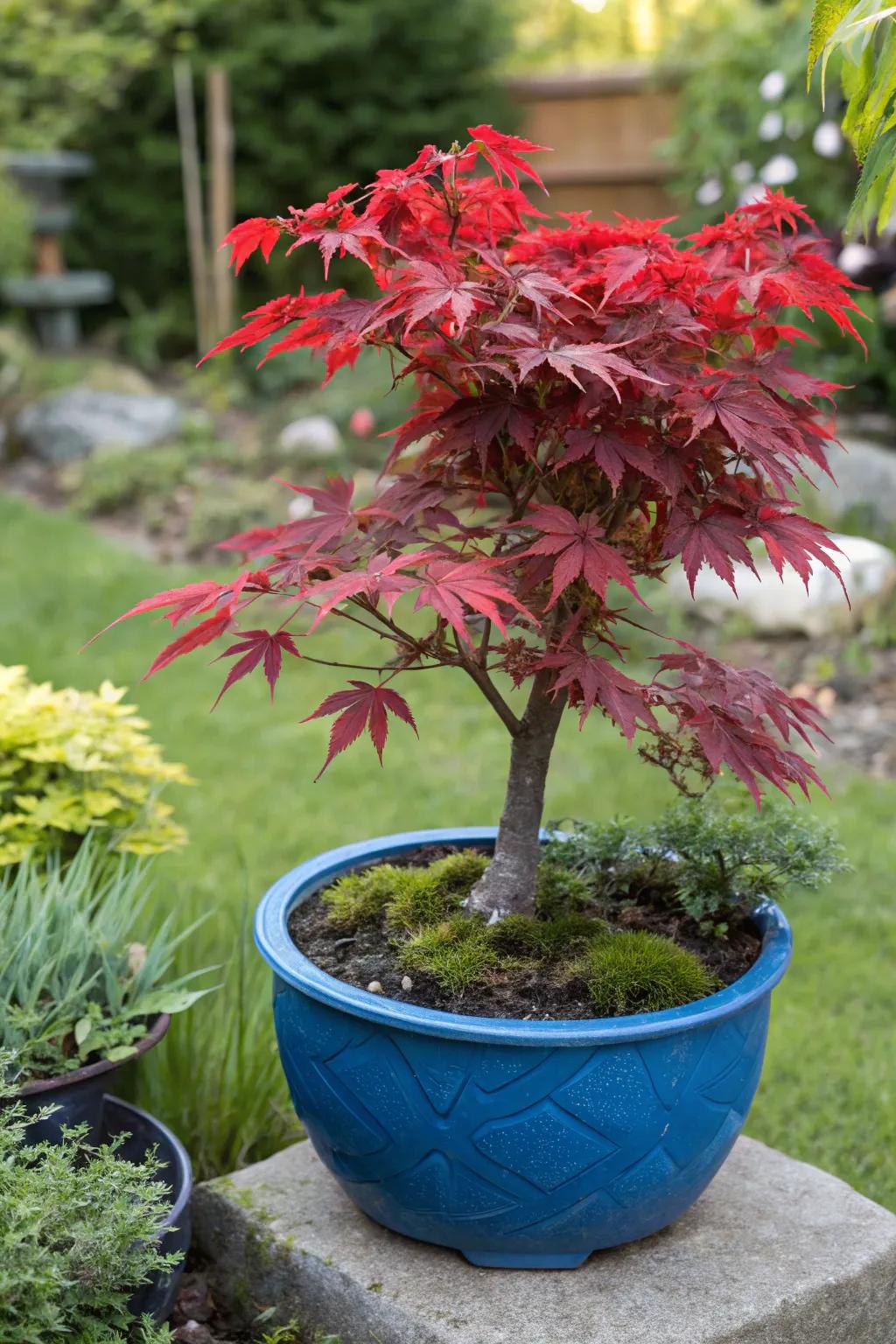 A captivating color contrast featuring a red Japanese maple in a blue pot.
