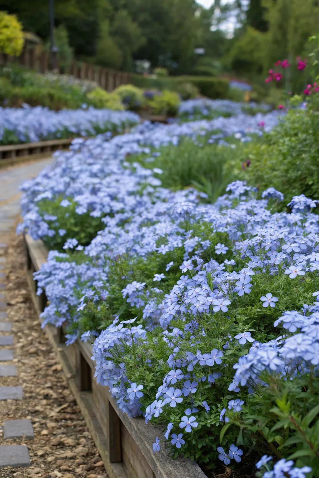 A floral display teeming with thick groupings of azure glorybush blossoms.