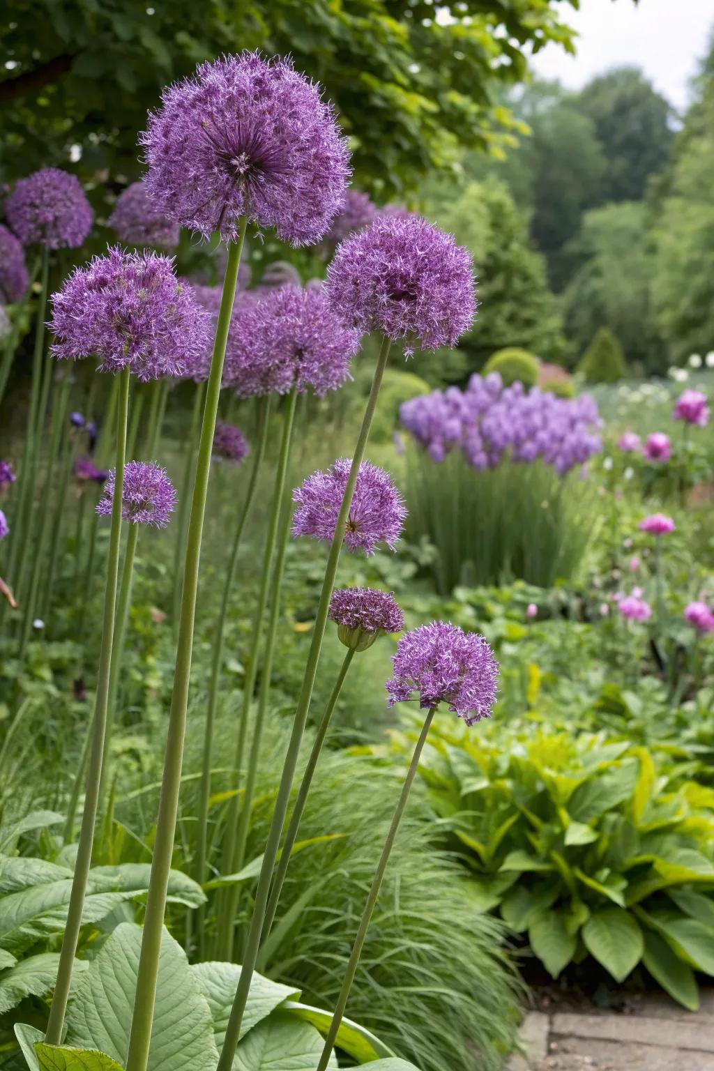 Alliums make a bold statement in any garden.