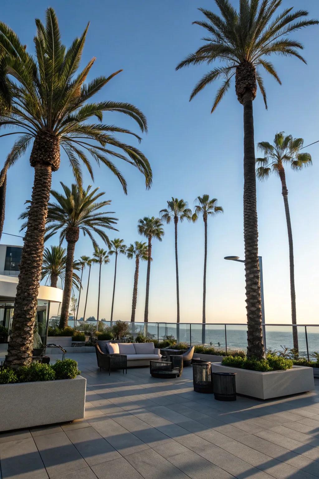 Towering palm trees bring the iconic Palm Springs feel to any garden.