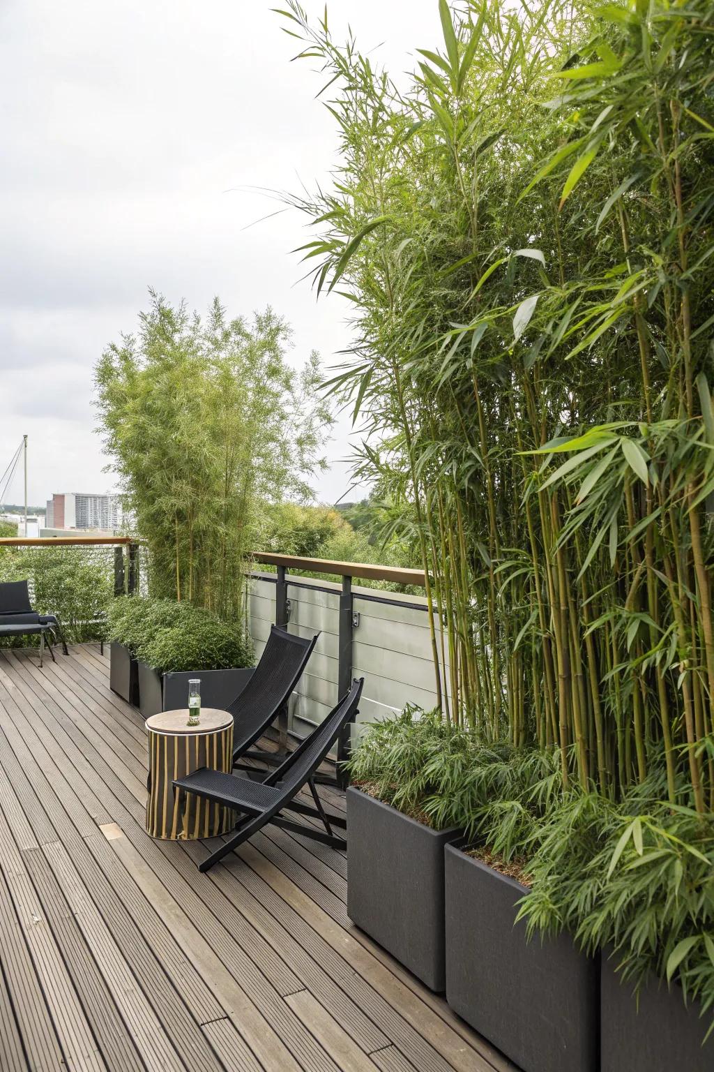Lofty bamboo flora in containers deliver organic solitude to a deck area.