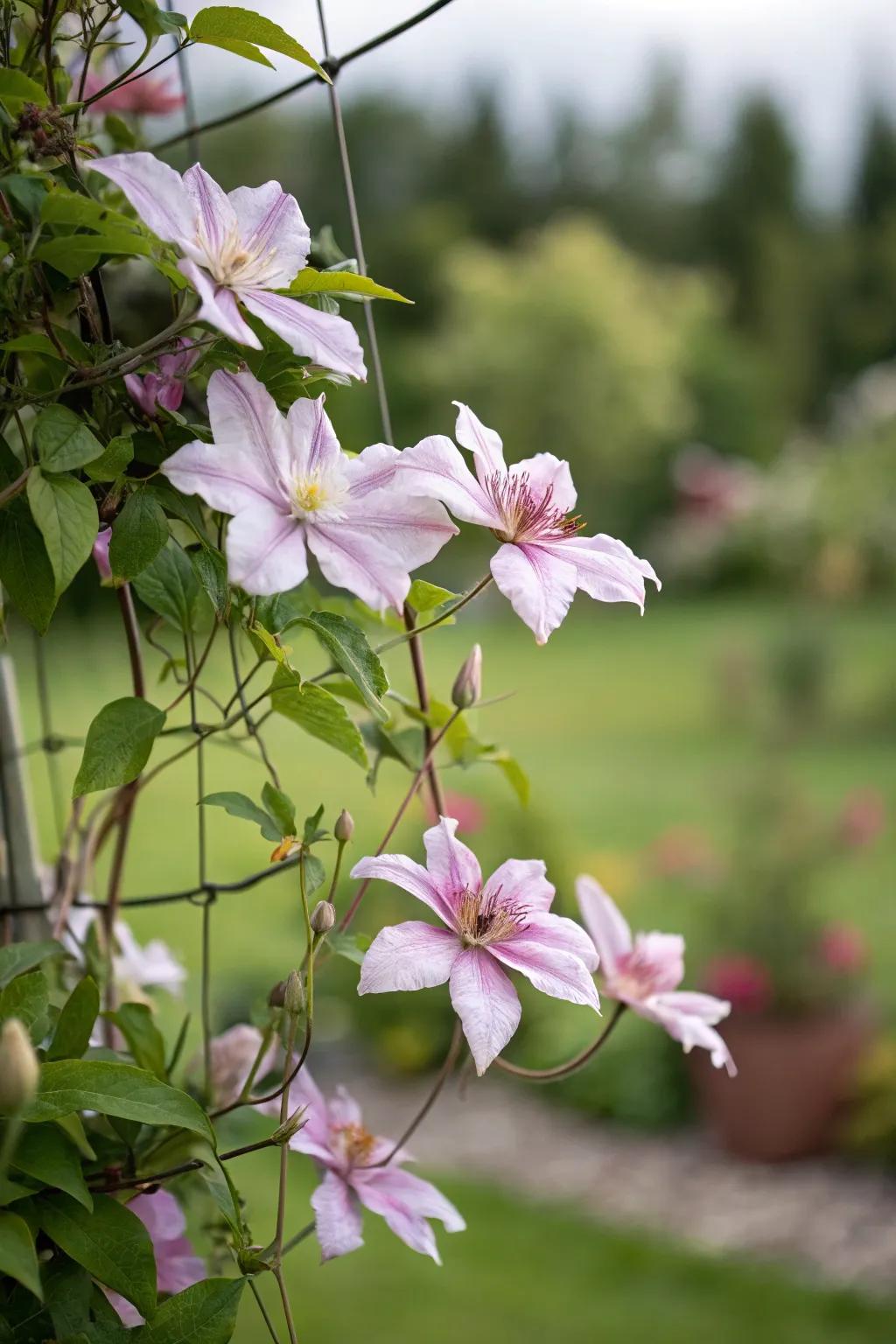 Clematis appears to float mid-air with the support of an invisible structure.