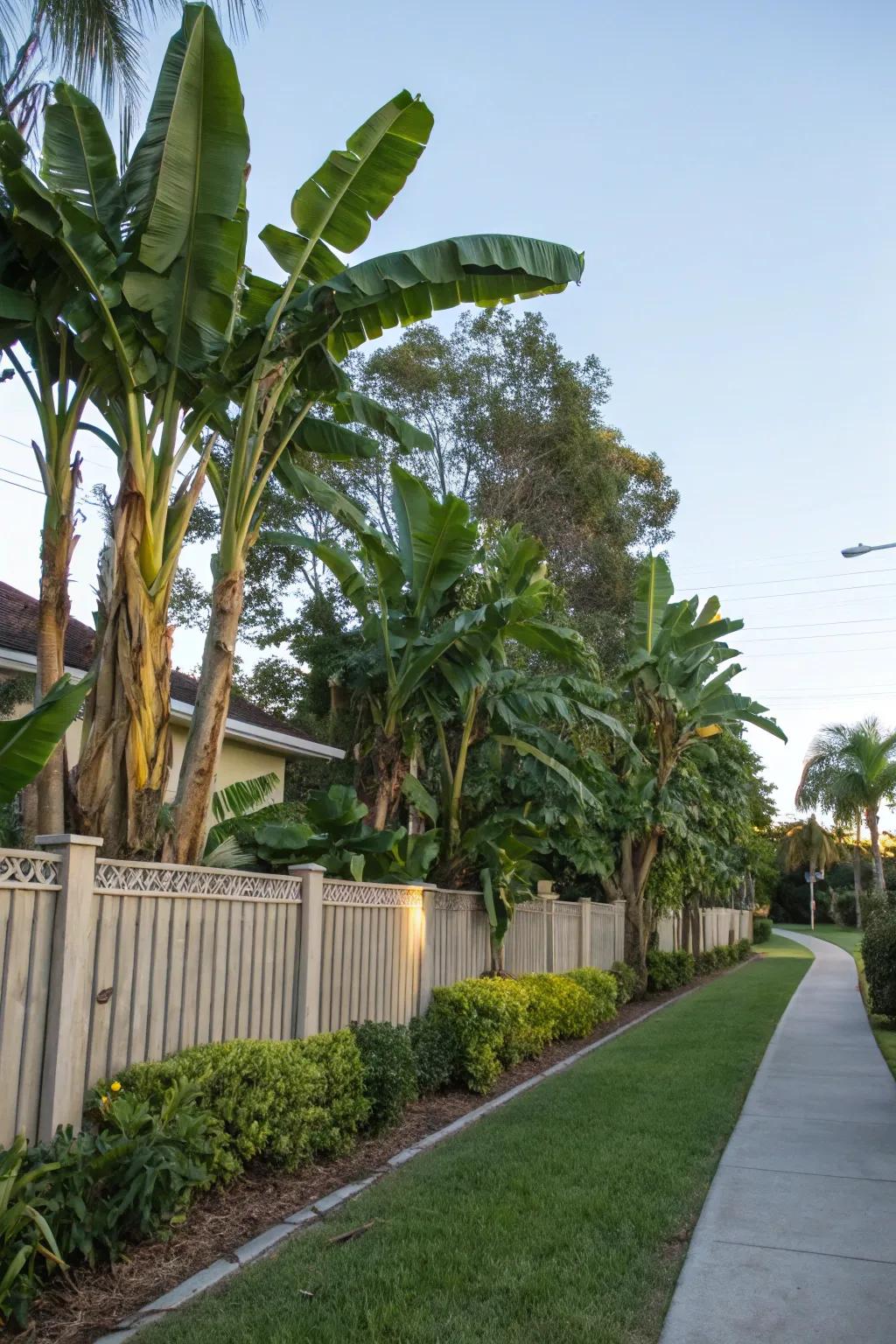 Palms provide excellent natural privacy screens.