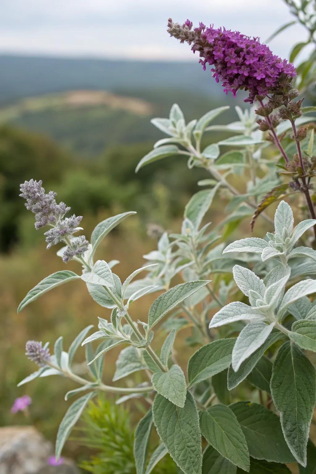 Silver mint and flutterby plant create an eye-catching display of silver and purple tones.
