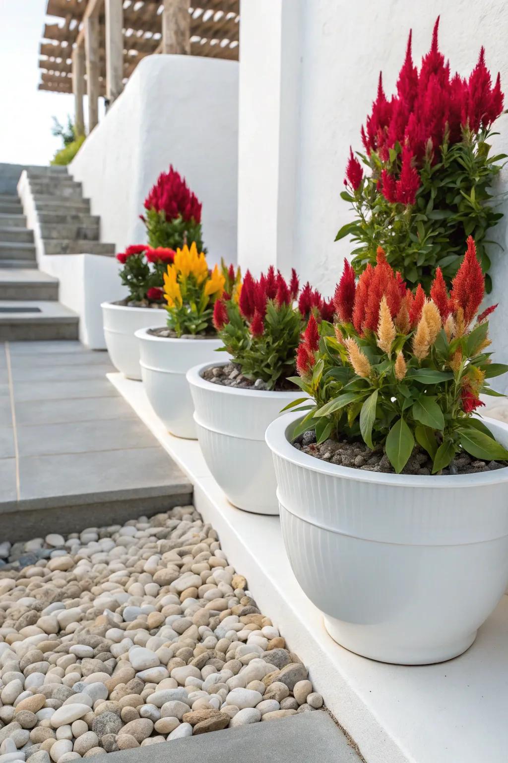Sleek white containers emphasize the vivid hues of celosia.