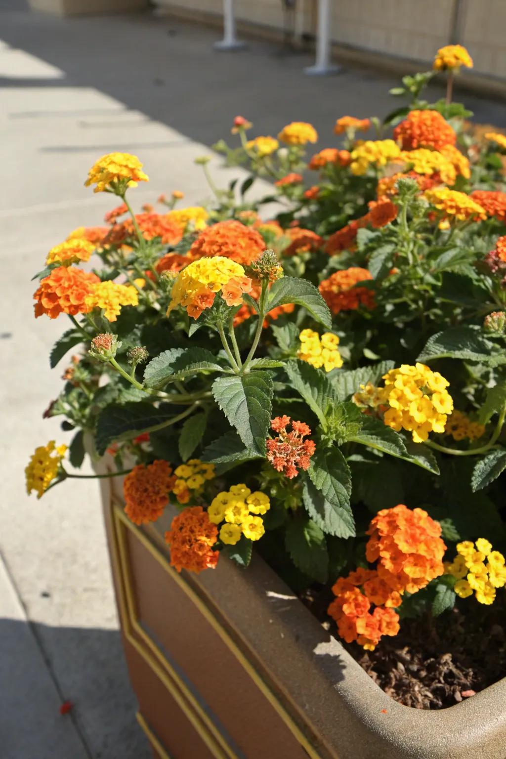 Lantanas bringing a vibrant, tropical feel to the garden.