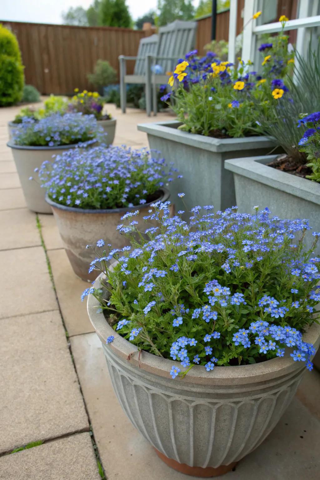 Pot gardens impart dimension with forget-me-nots.