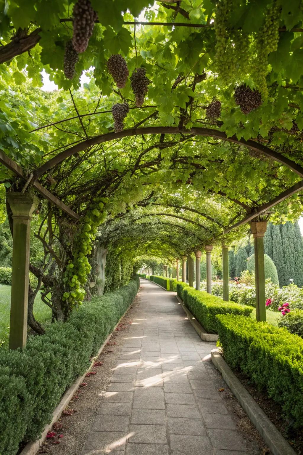 A path bordered by vine supports creates a scenic garden tunnel.