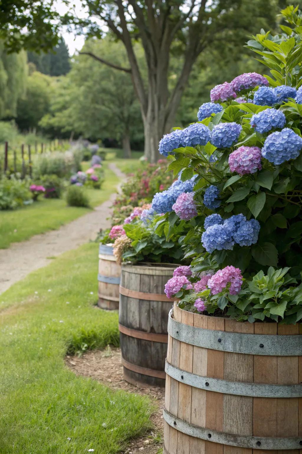 Charming wood-like barrels serving as delightful homes for hydrangeas in a garden landscape.