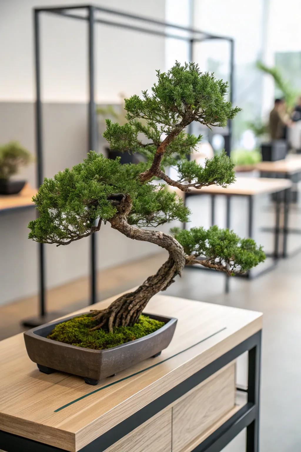 A slanting juniper bonsai offering a dramatic element on a modern wooden shelf.