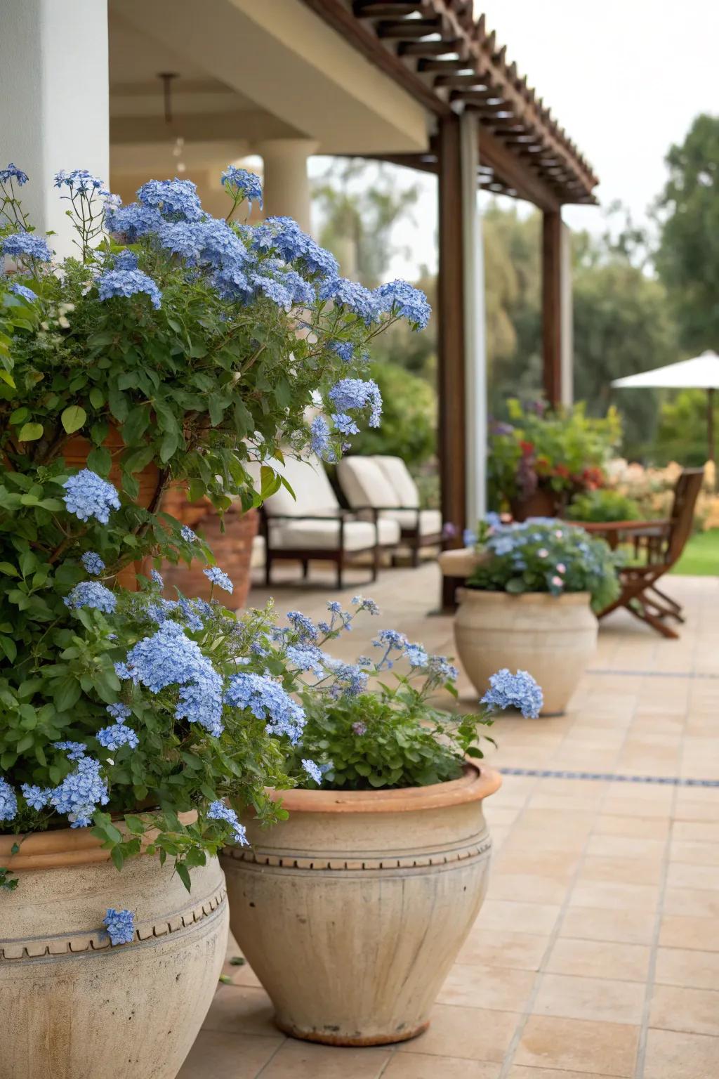 Patio pots showcasing azure glorybush blossoms, contributing a hint of sophistication.