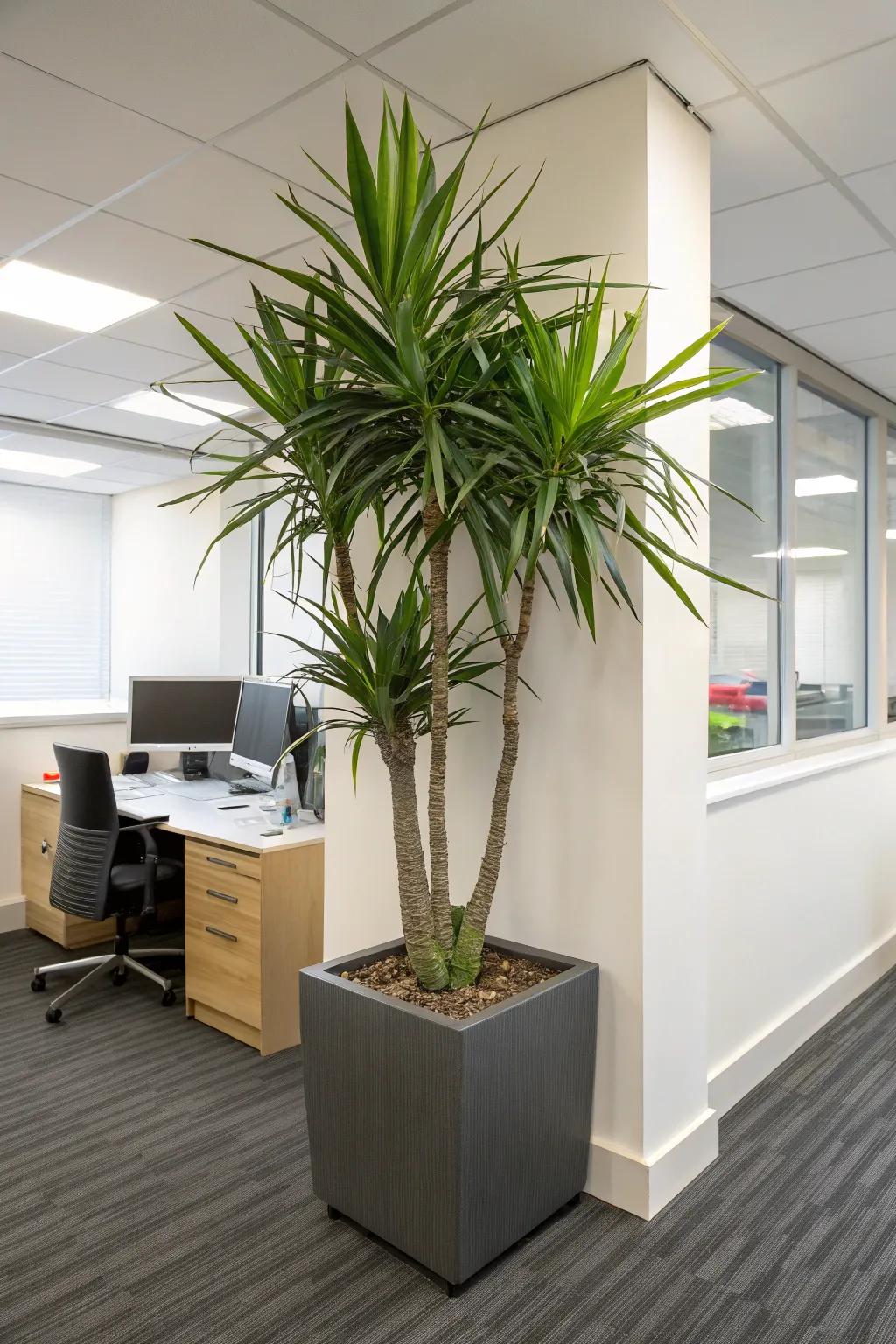 Make a statement with tall plants like the Madagascar Dragon Tree.