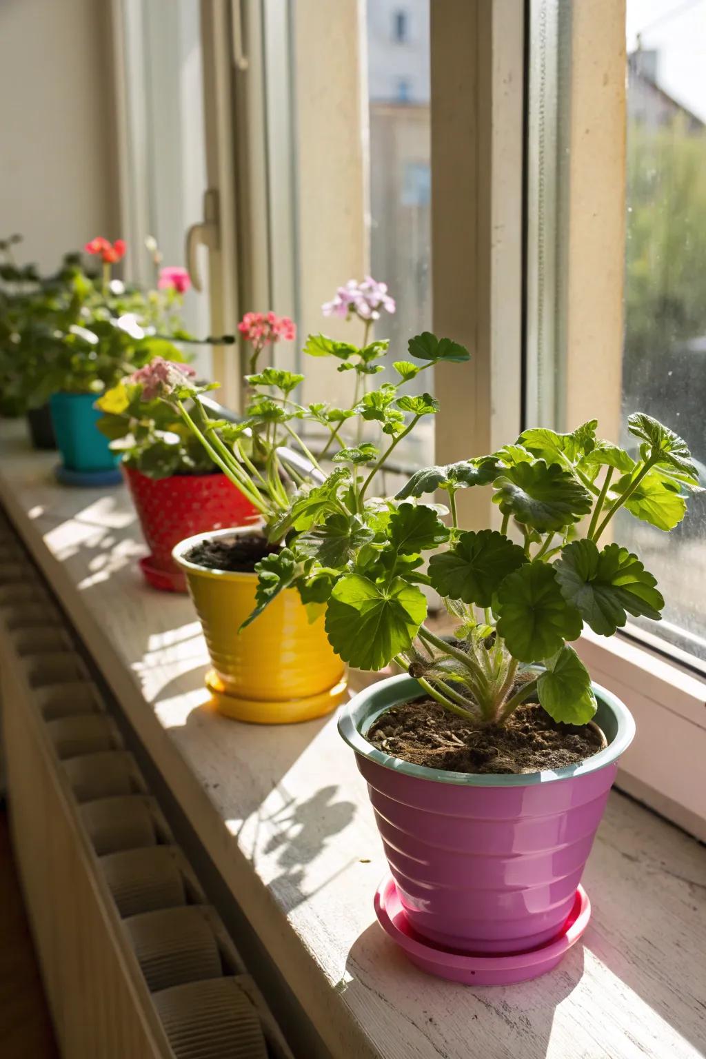 Transform your windowsills into striking plant showcases.