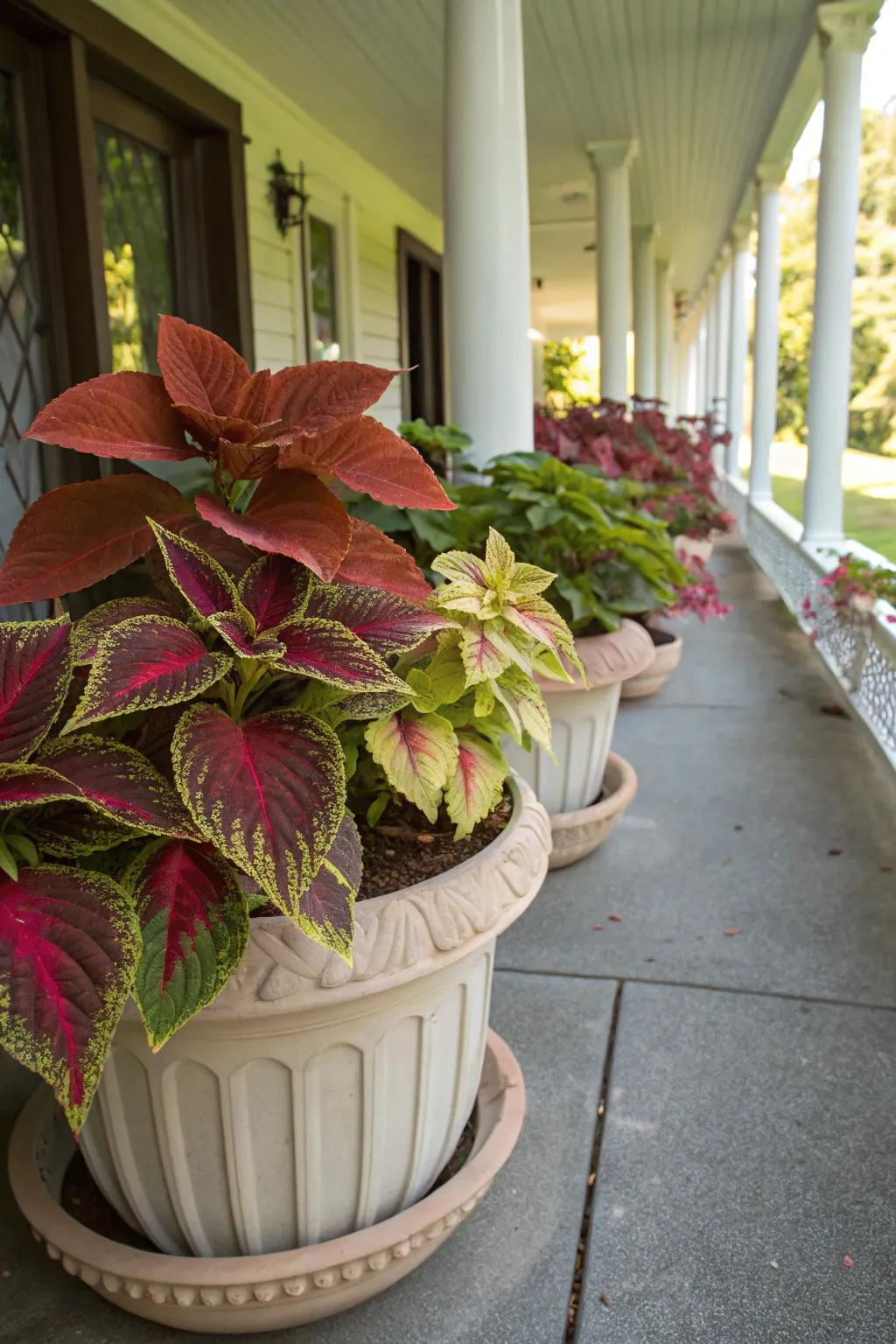 A shaded patio exhibiting a vibrant assortment of coleus plants in decorative containers.