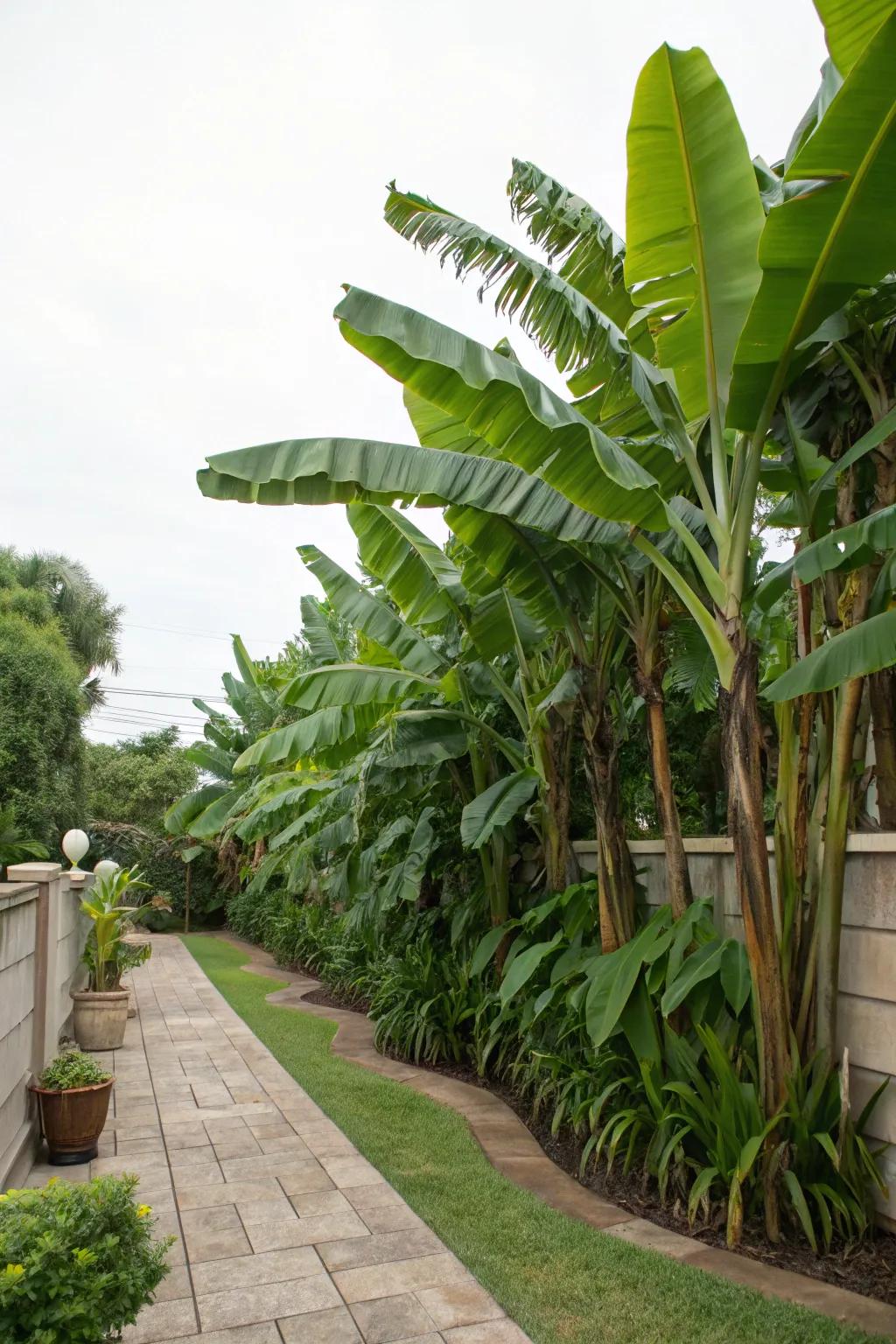 Achieve seclusion with a natural barrier of banana trees.