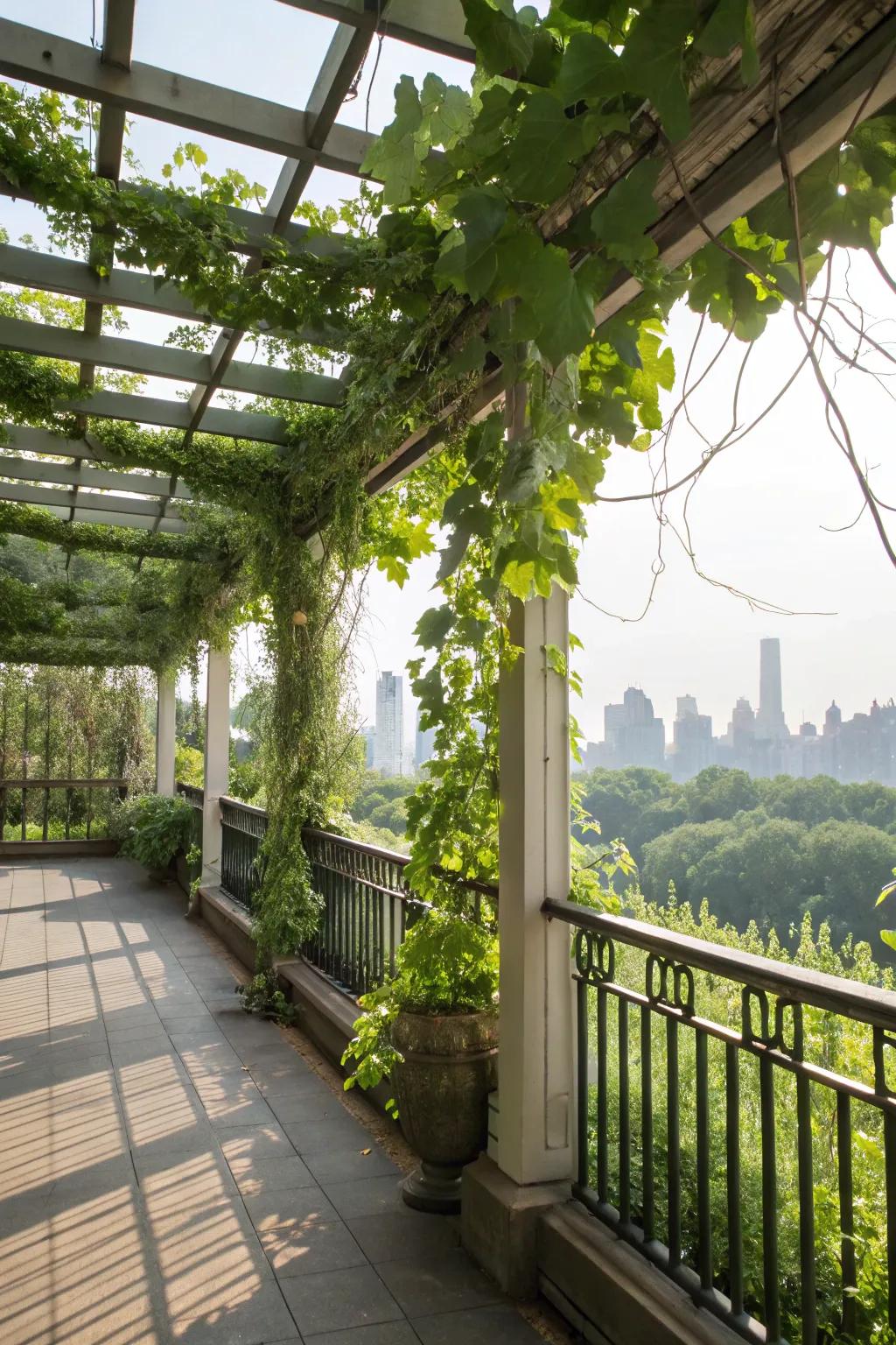 A lush green balcony with trellises full of climbing plants.