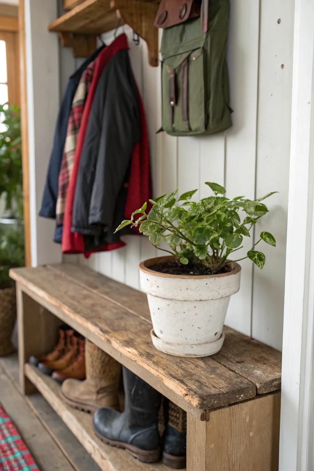 A touch of greenery introduces a refreshing vibe to this mudroom.