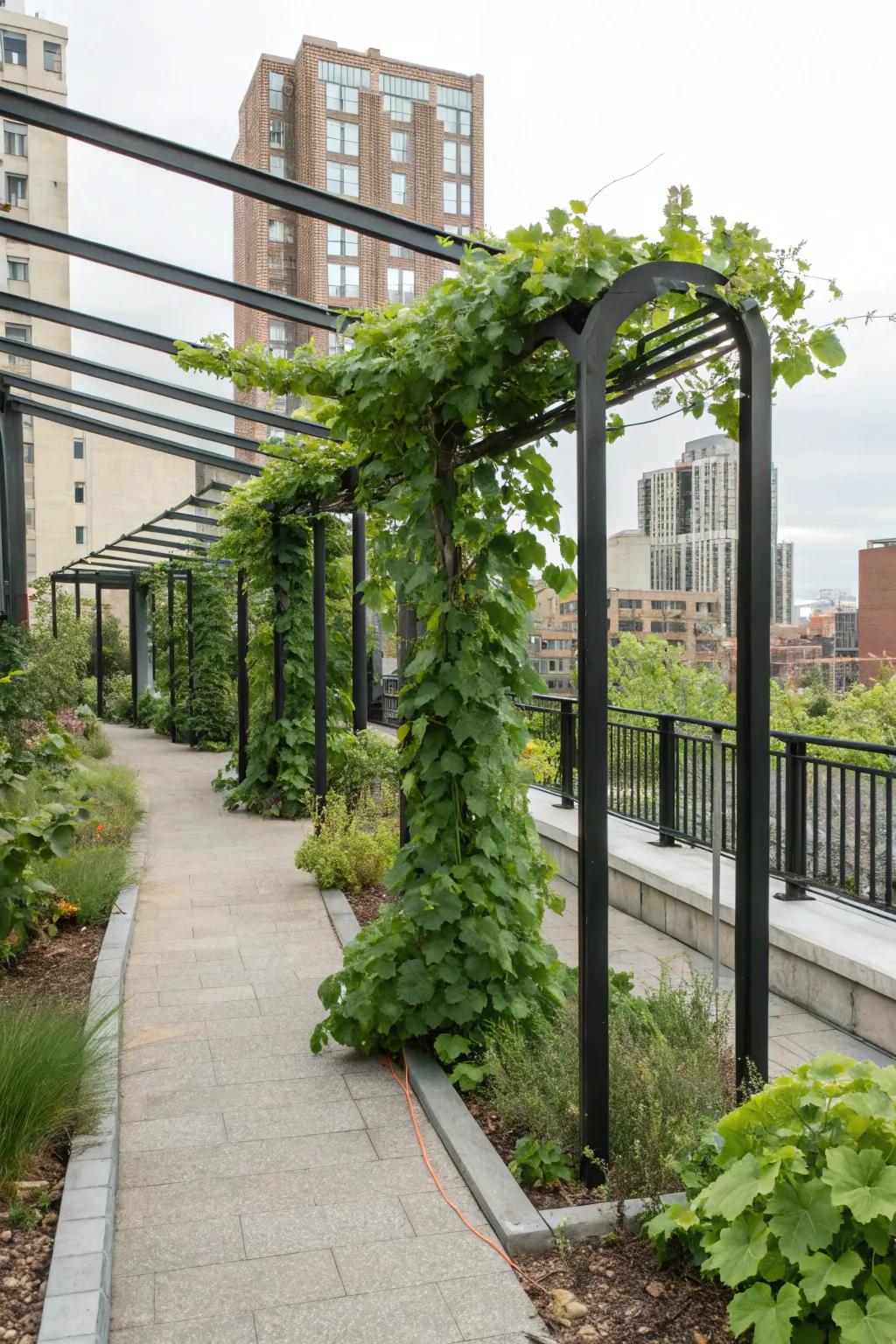 A modern interpretation of the vine support using a minimalist metal frame.