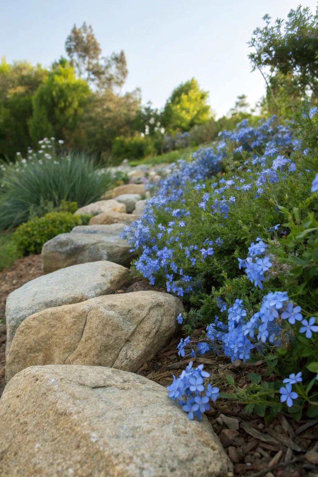 Azure glorybush blossoms accenting landscape stones for a natural visual.