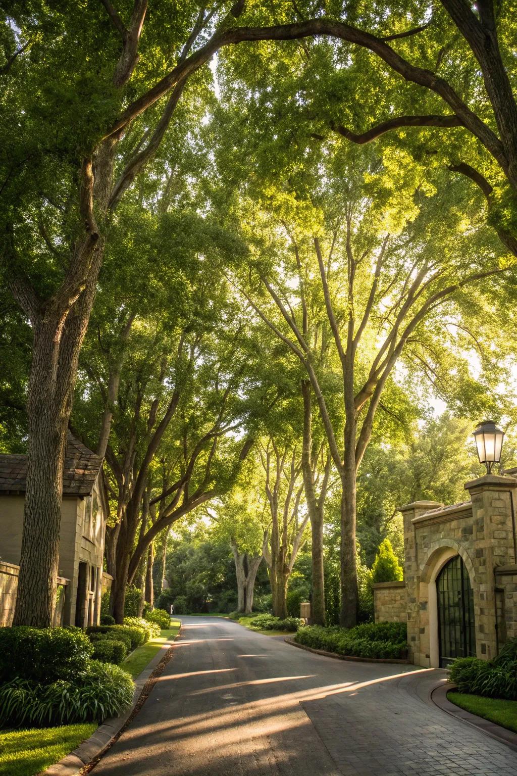 Soaring trees creating an impressive entrance.