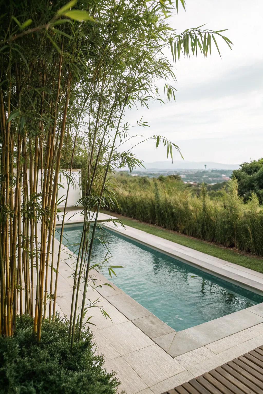 Cane provides both beauty and privacy for poolside sanctuaries.