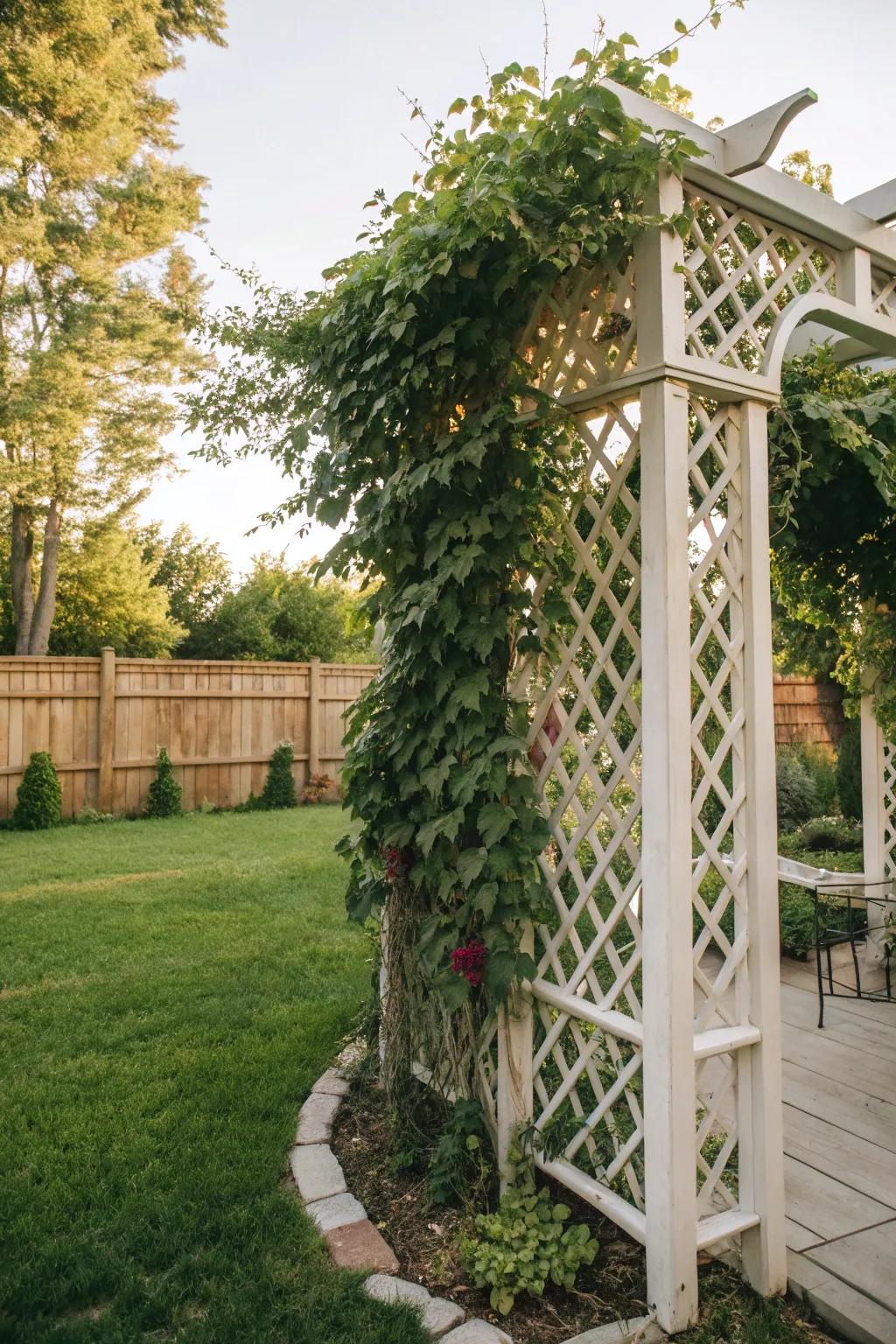 A lattice design enhancing the garden with climbing plants.