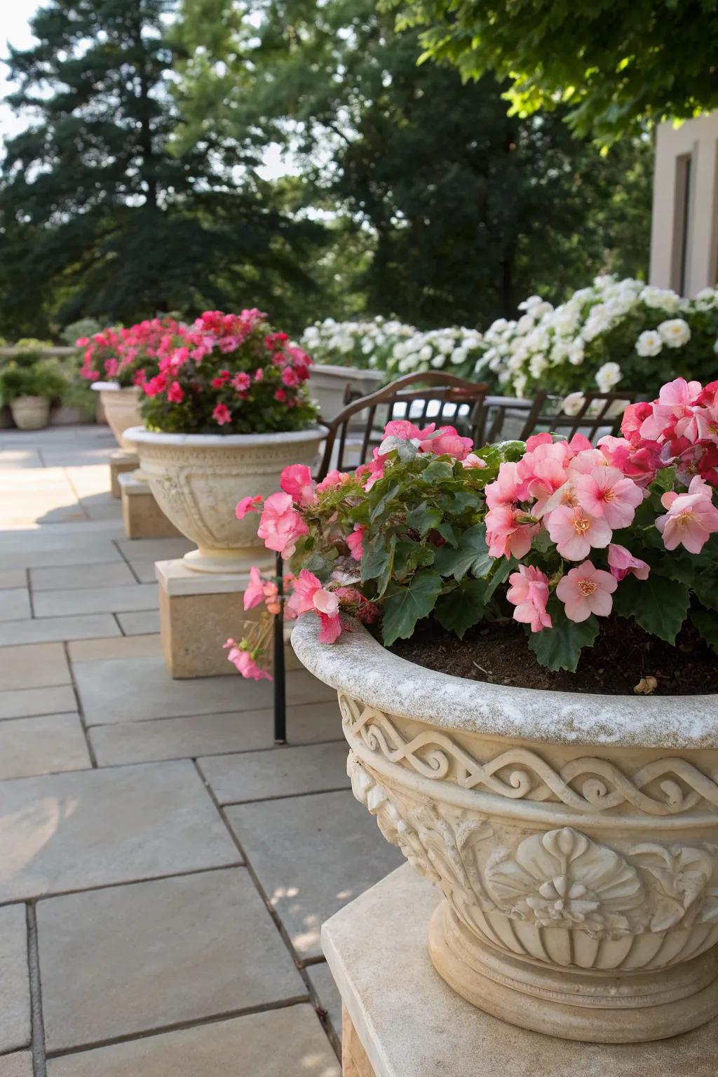 A shaded patio adorned with blooming strong begonias, nestled in elegant vessels.