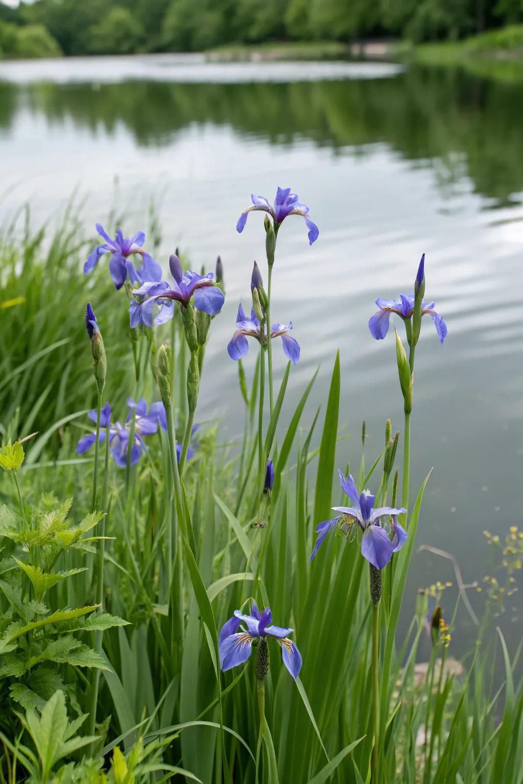 Azure Banner Iris presents class and vibrant color at the water&rsquo;s frontier.