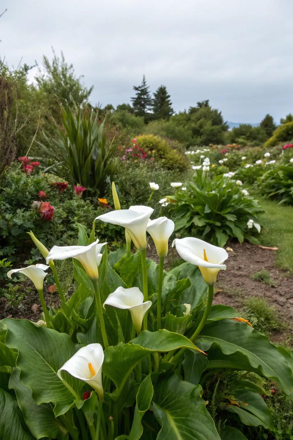 Swan flowers replenish late-summer garden voids with lively color.