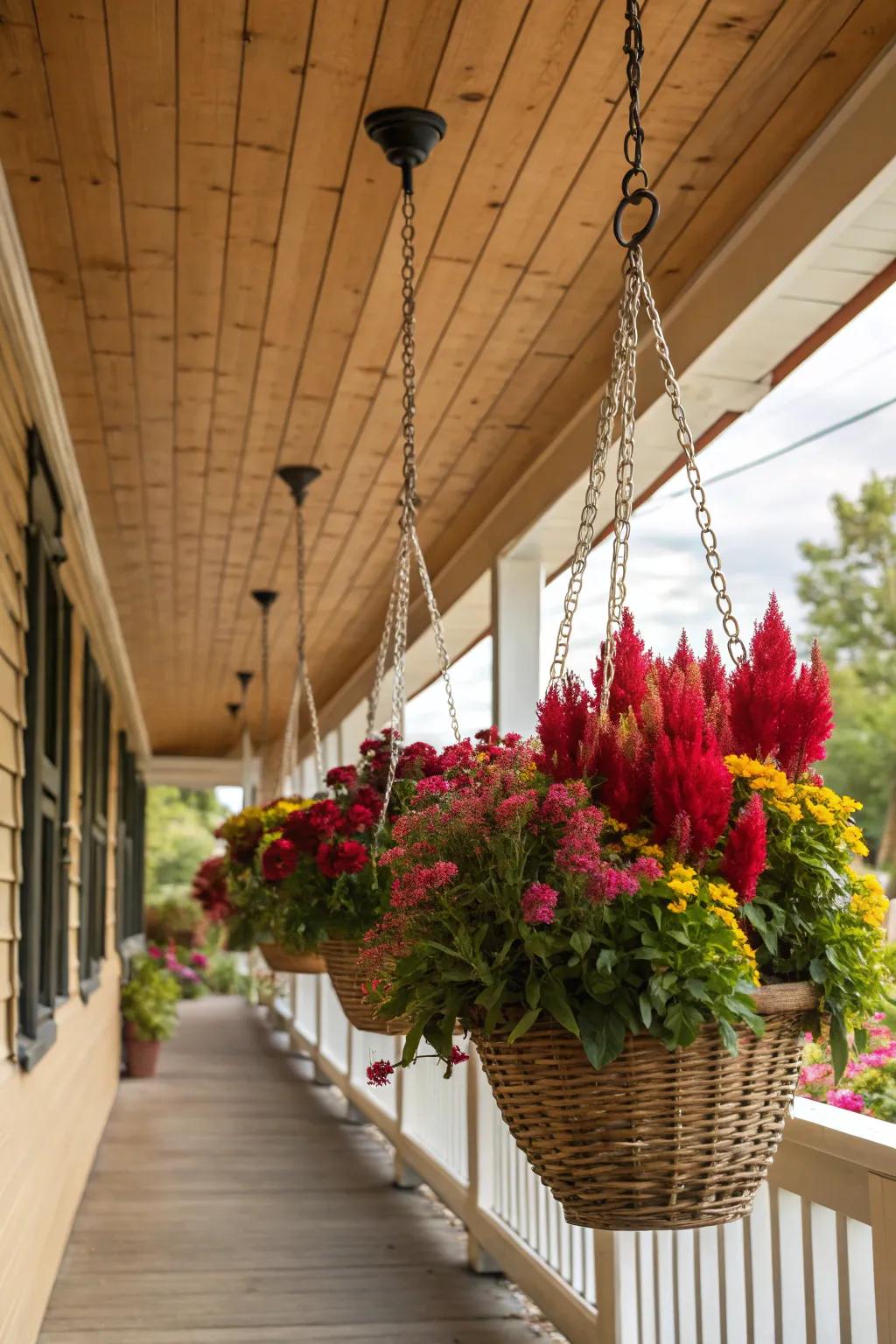 Hanging baskets provide a vertical splash of color with celosia.