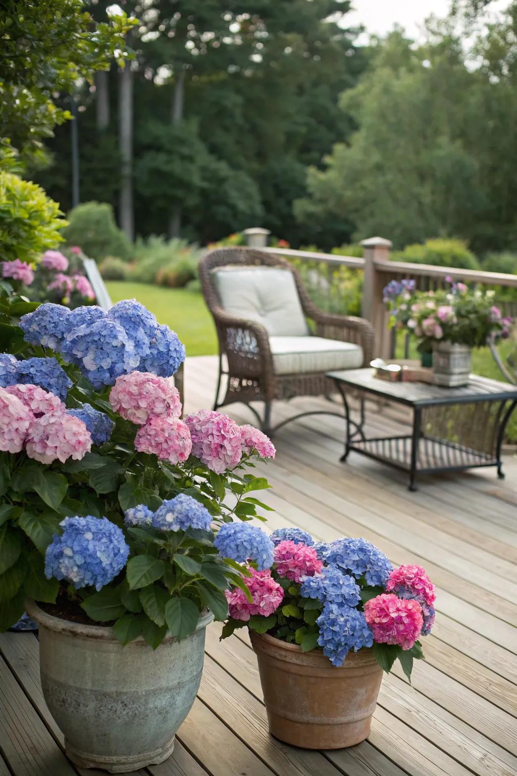 Hydrangeas in containers enhancing the tranquility of a timber deck with seating.