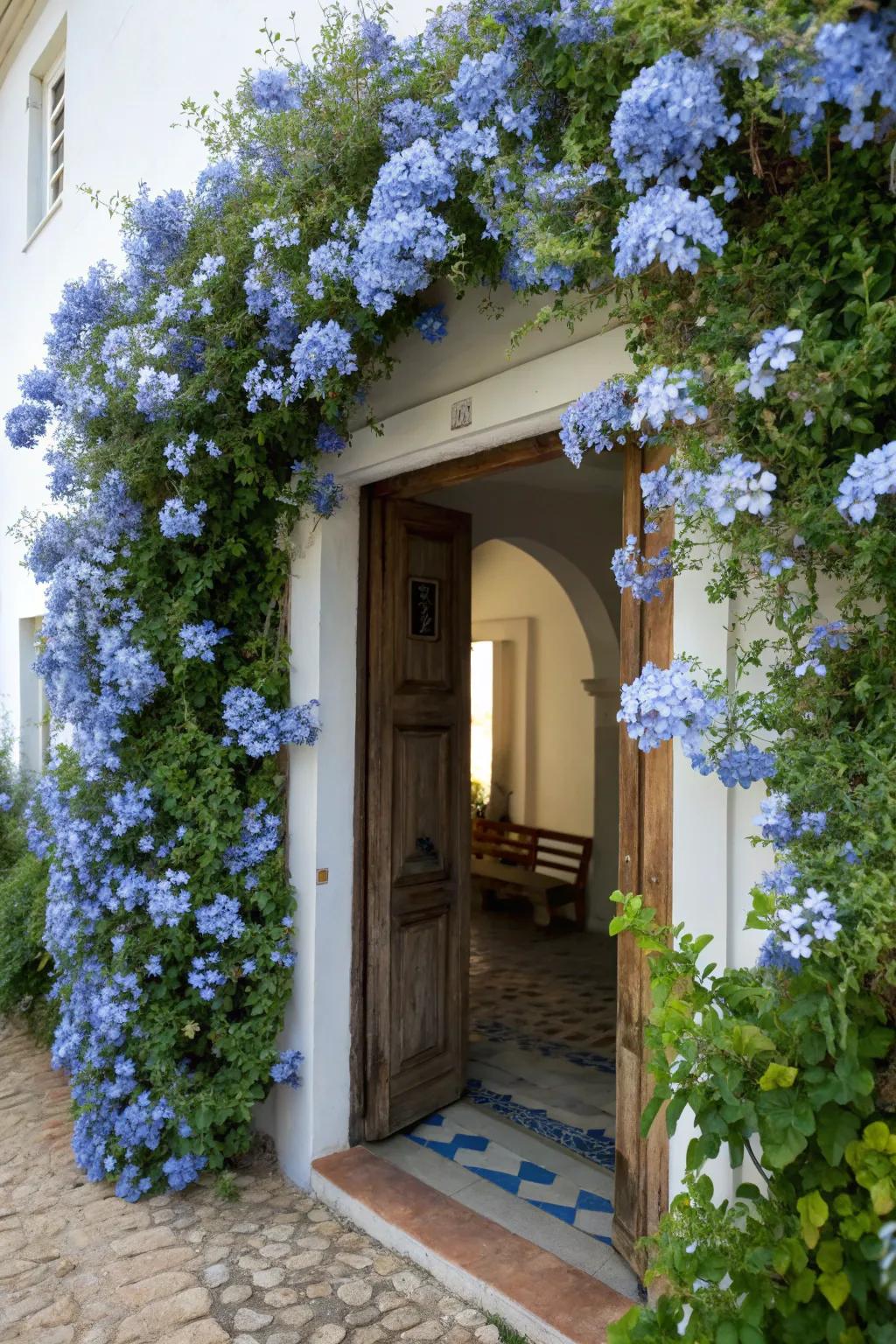 An entry elevated using cascading azure glorybush blossoms.