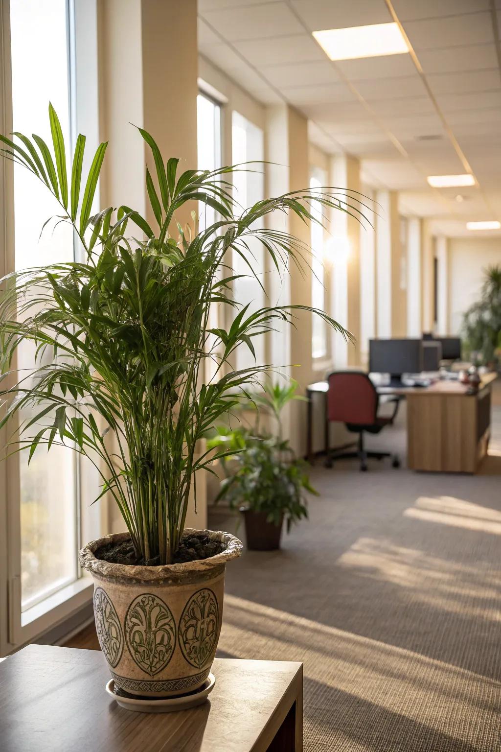 With Areca Palms, you can add a tropical feel.