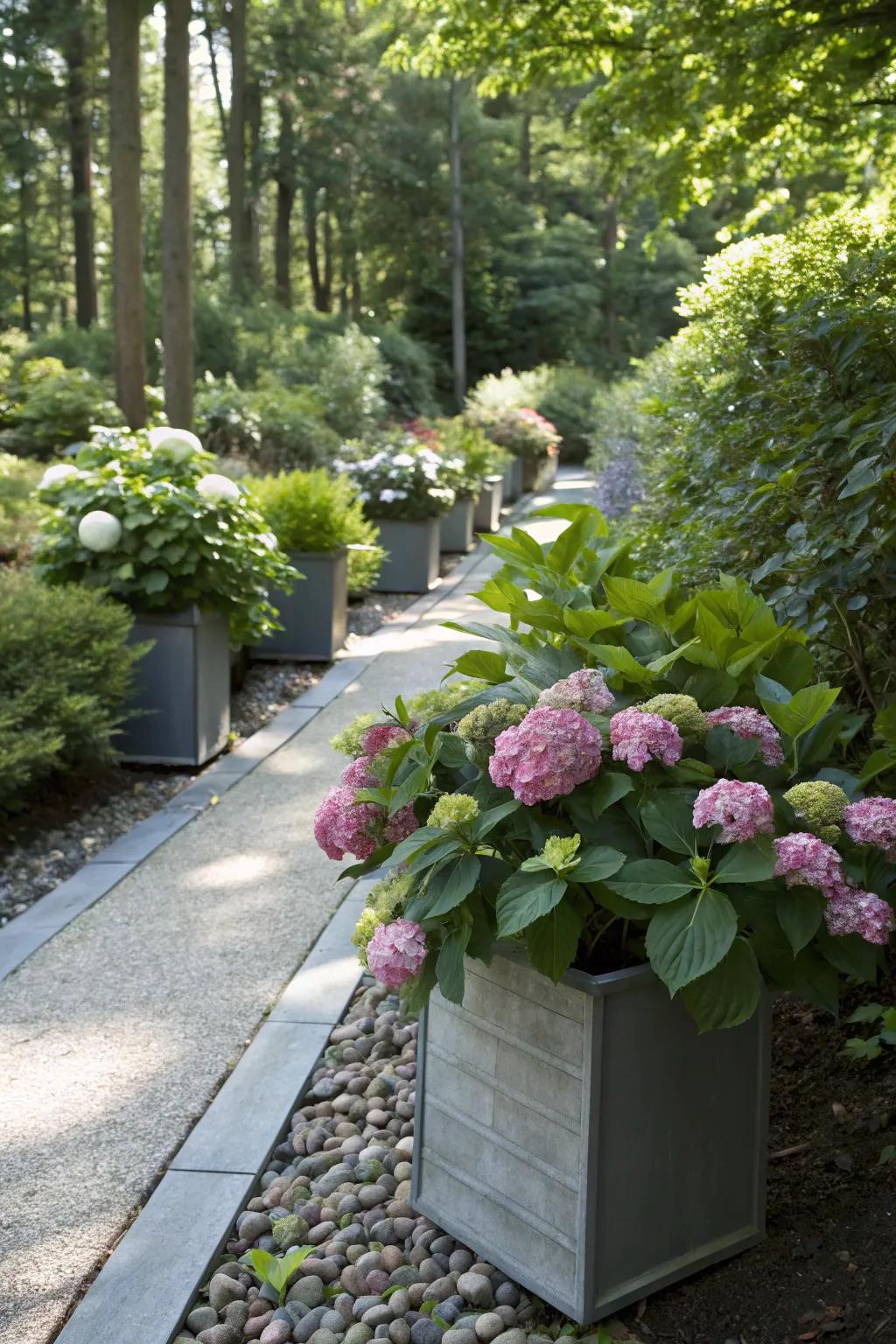 A shaded garden pathway decorated with blossoming compact hydrangeas in stylish containers.
