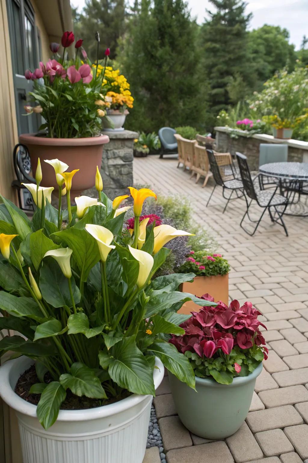 Swan flowers breathe life and color into potted gardens on a patio.