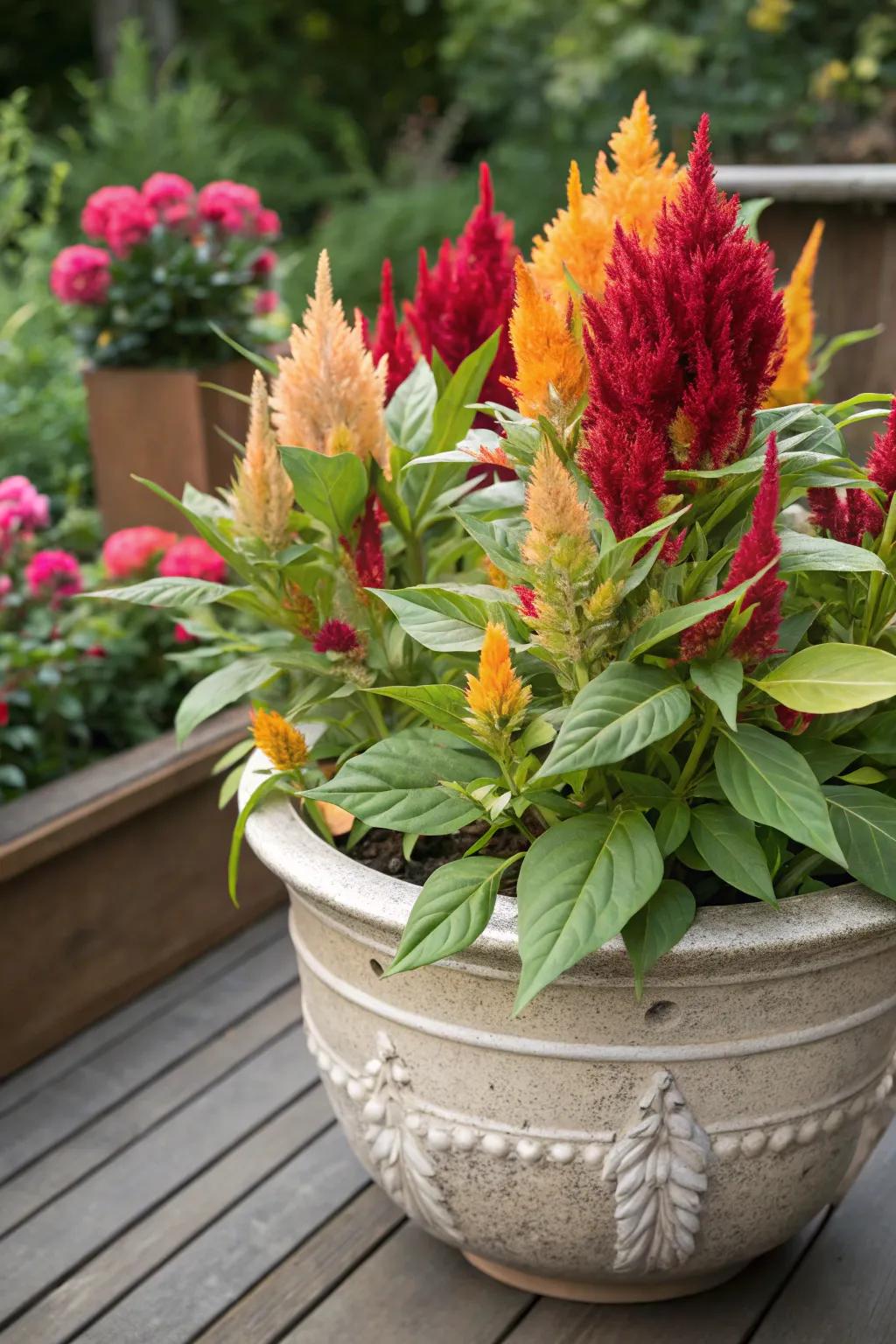 Mix celosia with green foliage for an attractive contrast.