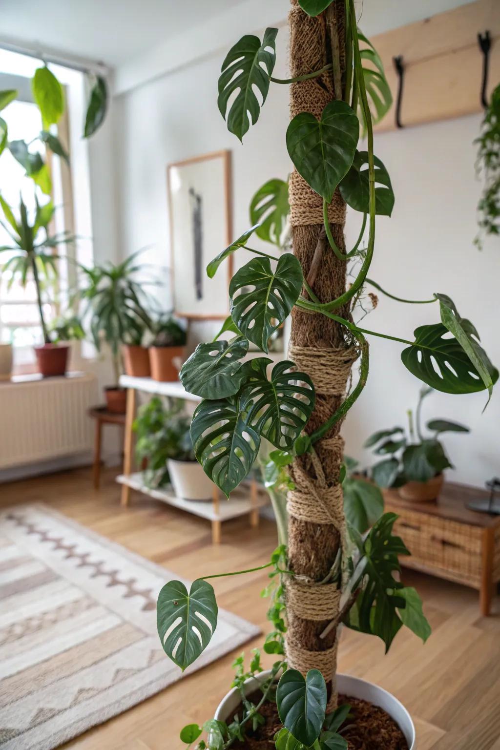 Support your Monstera with sustainable plant fiber supports